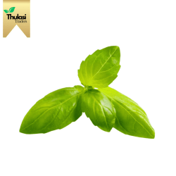 Fresh Basil 500g - Locally sourced herb by Thulasi Traders. Perfect for enhancing culinary creations with a fragrant and nutritious twist.