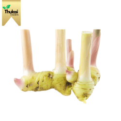 Fresh Galangal (Thai Ginger) 500g - Locally sourced Thai ginger by Thulasi Traders. Perfect for enhancing culinary creations with a unique and aromatic twist.