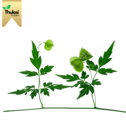 Fresh Mudakkathan Keerai - Locally sourced herb by Thulasi Traders. Perfect for enhancing culinary creations with traditional goodness and health benefits.